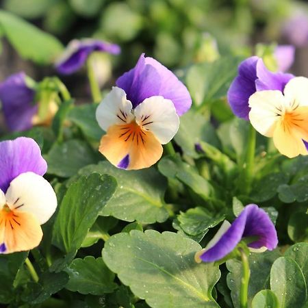 Casa Rural Ibarrondo Etxea Mungia Ngoại thất bức ảnh